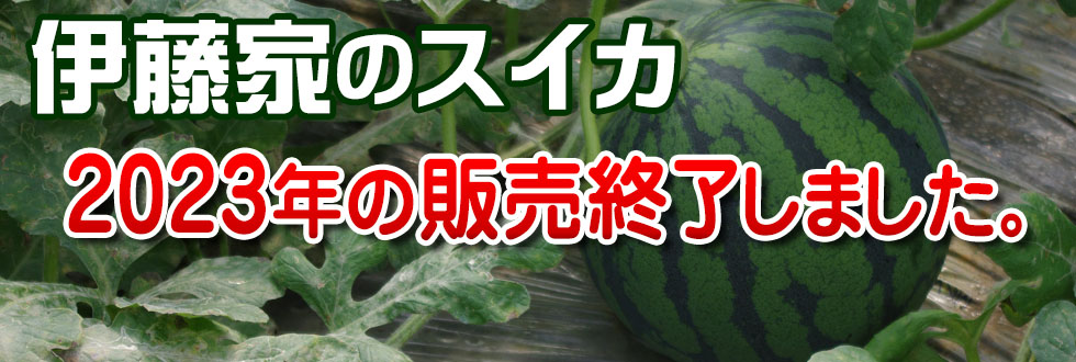 伊藤家のスイカ　販売終了