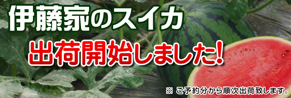 伊藤家のスイカ　発送開始