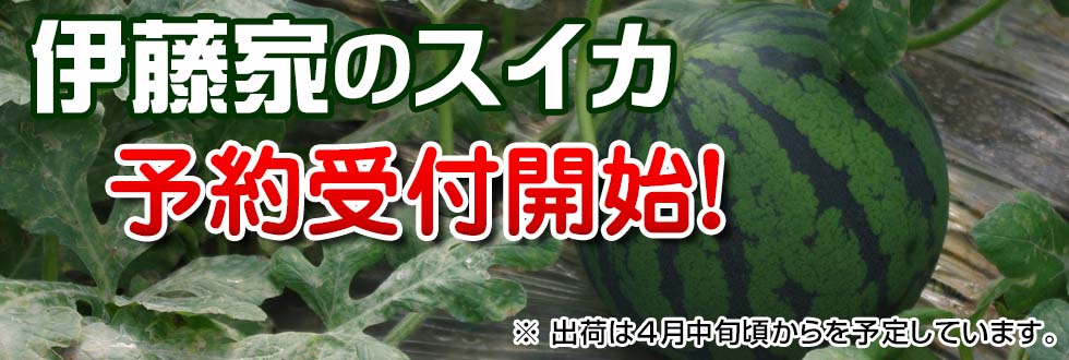 伊藤家のスイカ　予約受付開始